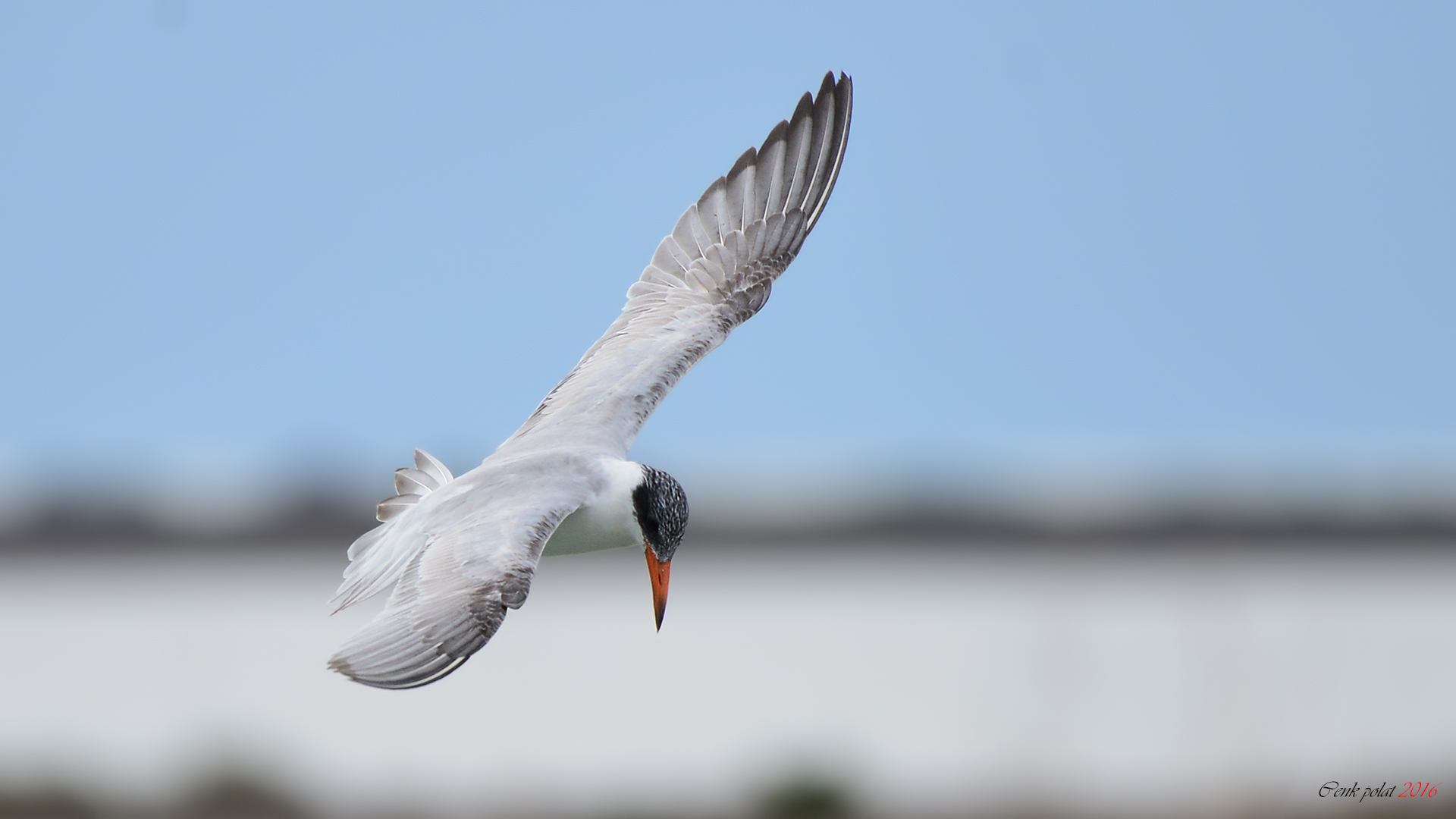 Caspian Tern